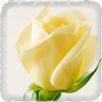white rose_fotor